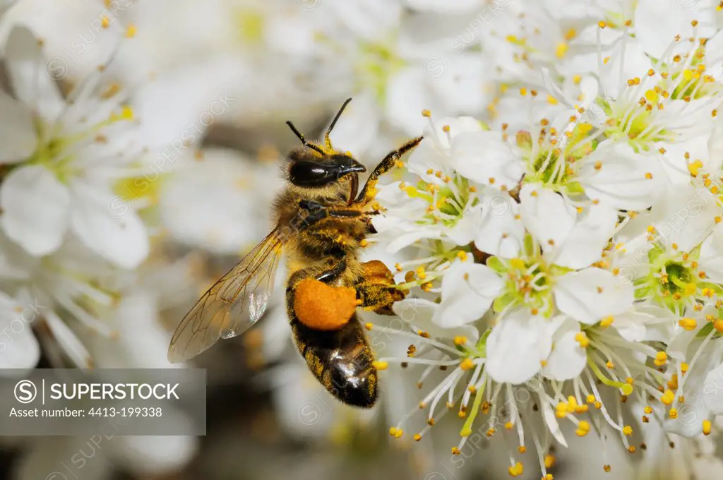 Honey bee on flowers of Blackthorn France