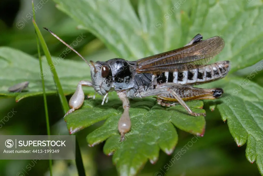 Siberian Grasshopper on a leaf Hautes-Alpes France