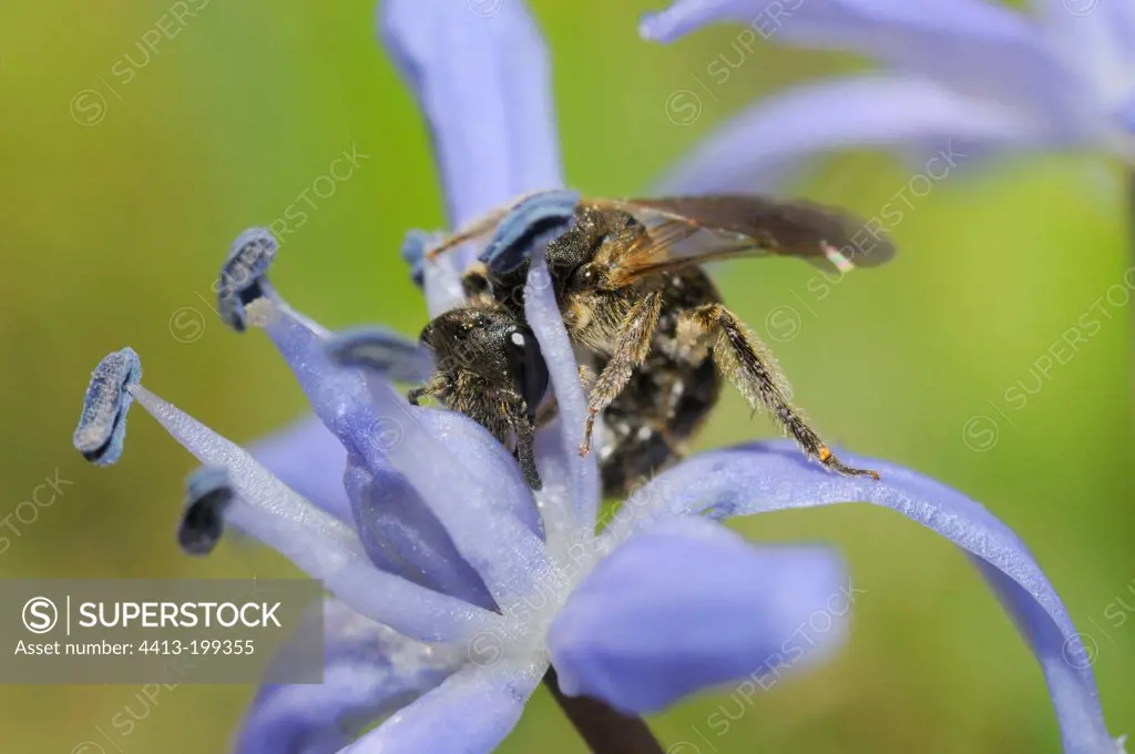 Mining bee female on a flower of Squill France