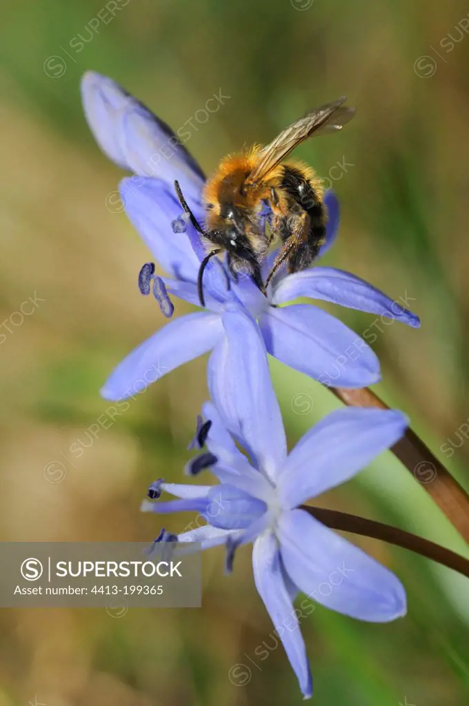 Hornfaced bee on a flower of Squill in spring France