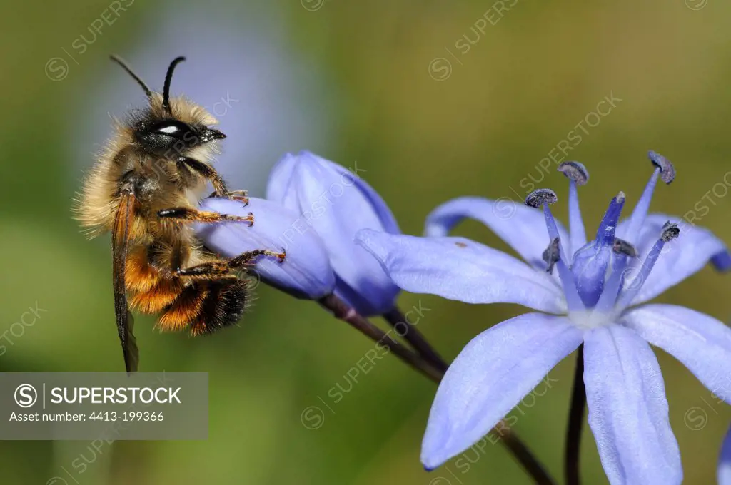 Red Mason Bee on a flower of Squill in spring France