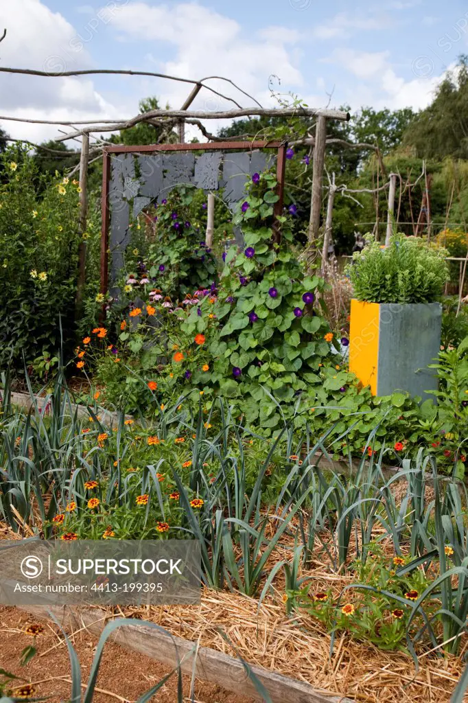 Straw mulch over leeks and zinnia 'Sombrero' in a garden