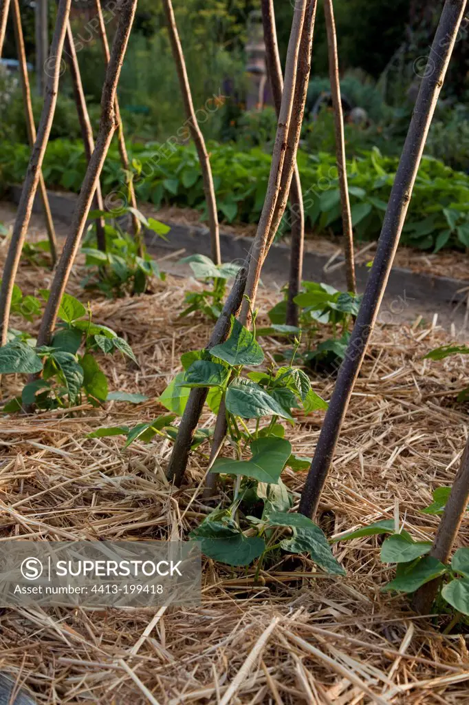 Beans and straw mulching in a kitchen