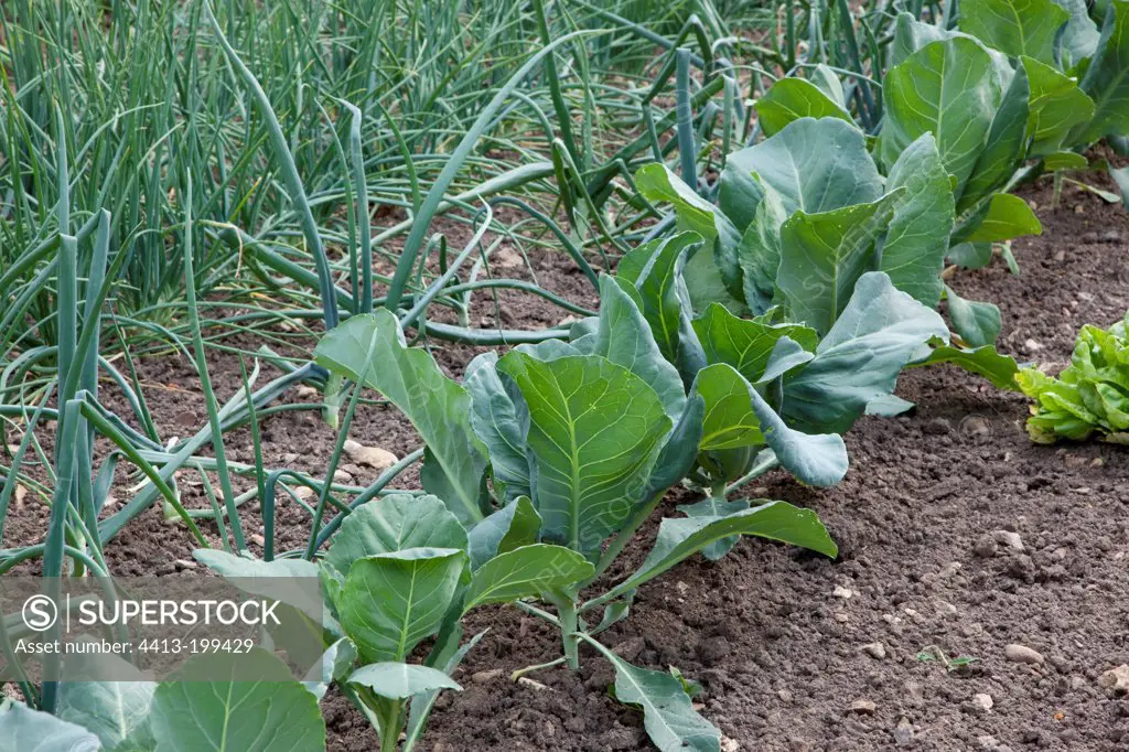 Headed cabbages and onions in a kitchen garden