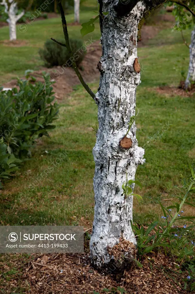 Lime on a pear tree trunk in a garden