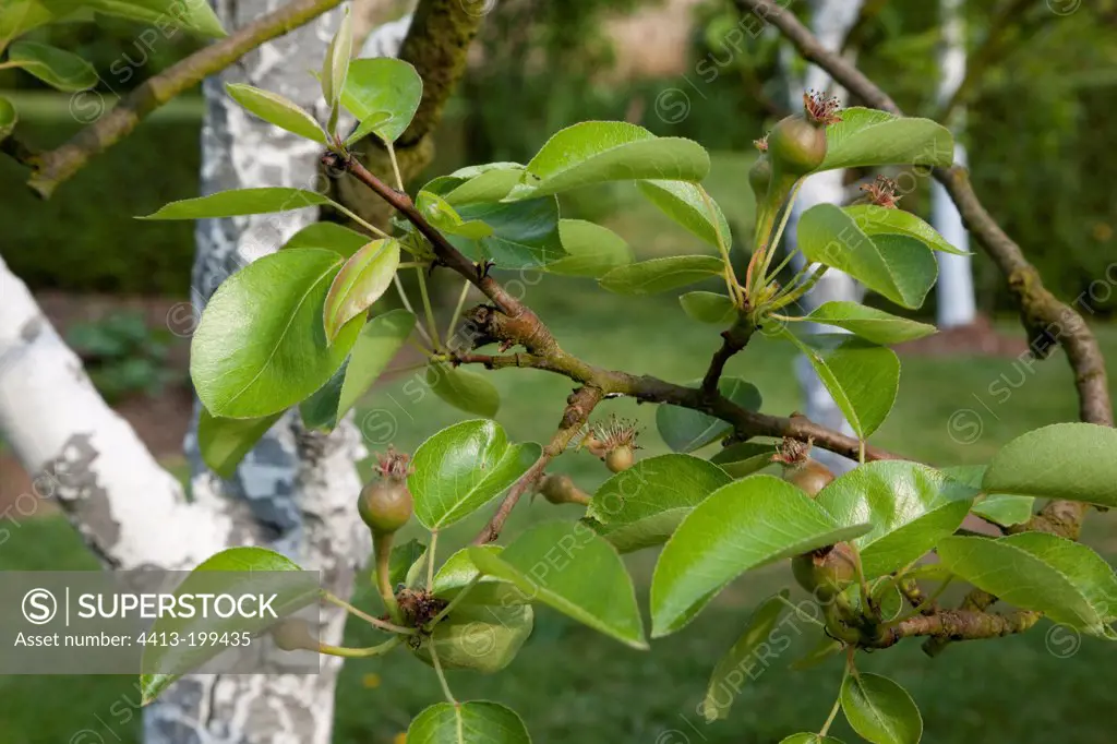Young pears on pear tree in a garden