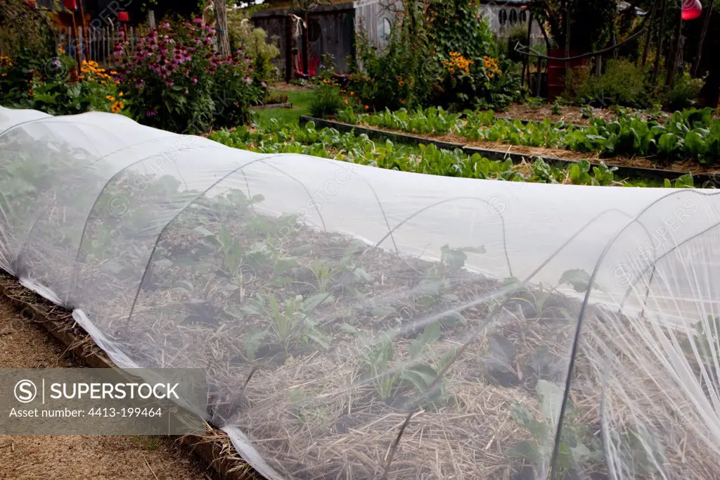 Veil over cabbages in an organic kitchen garden