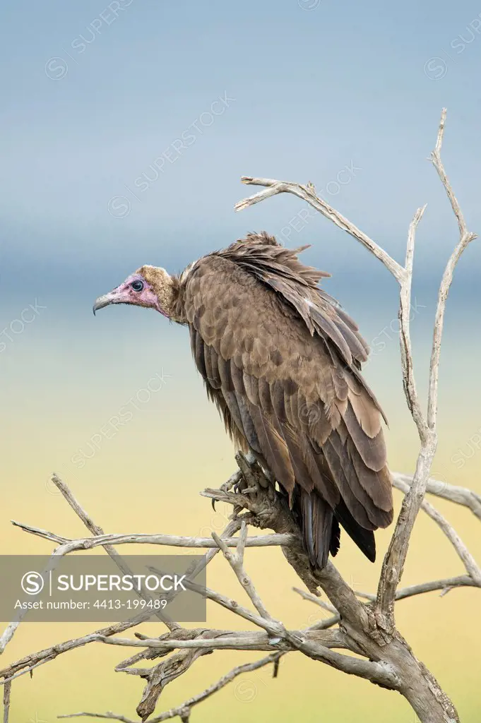 Hooded Vulture on a dead branch in the Masai Mara NR Kenya