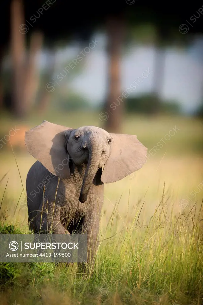 Young elephant in the Masai Mara NR in Kenya