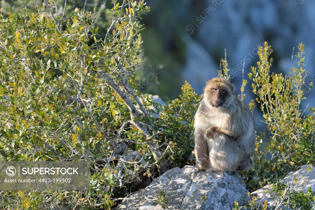 Barbary Macaque sitting on a rock at Gibraltar