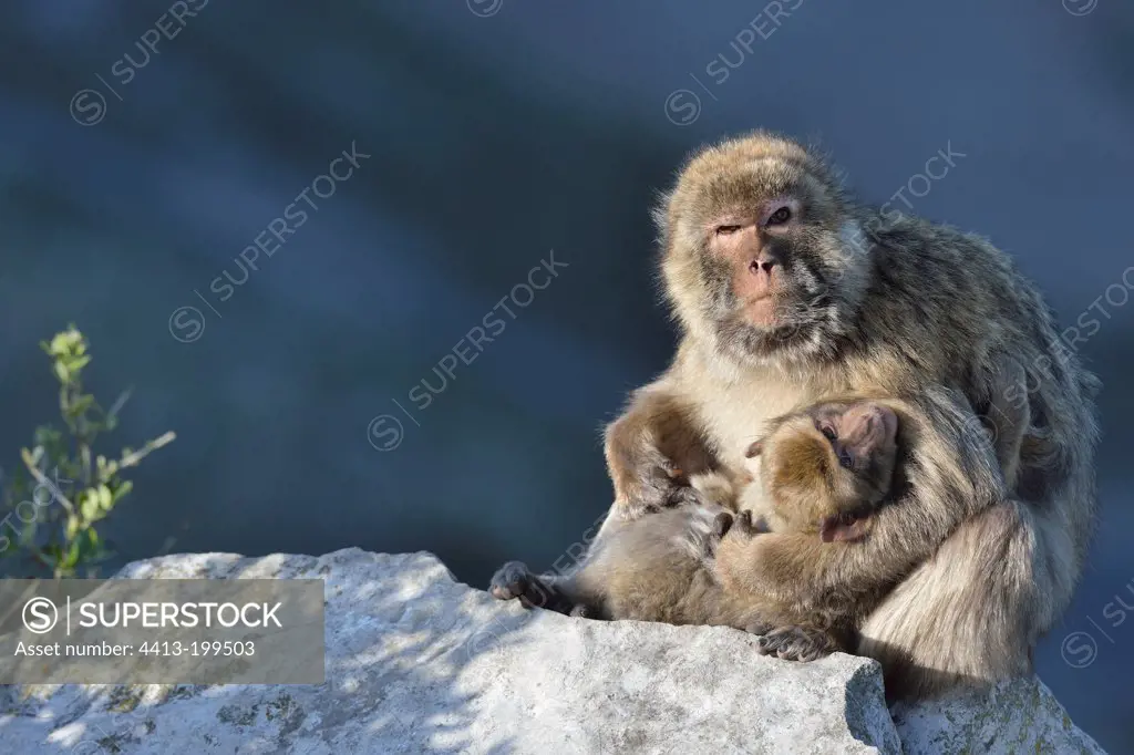 Barbary Macaques sitting on a rock at Gibraltar