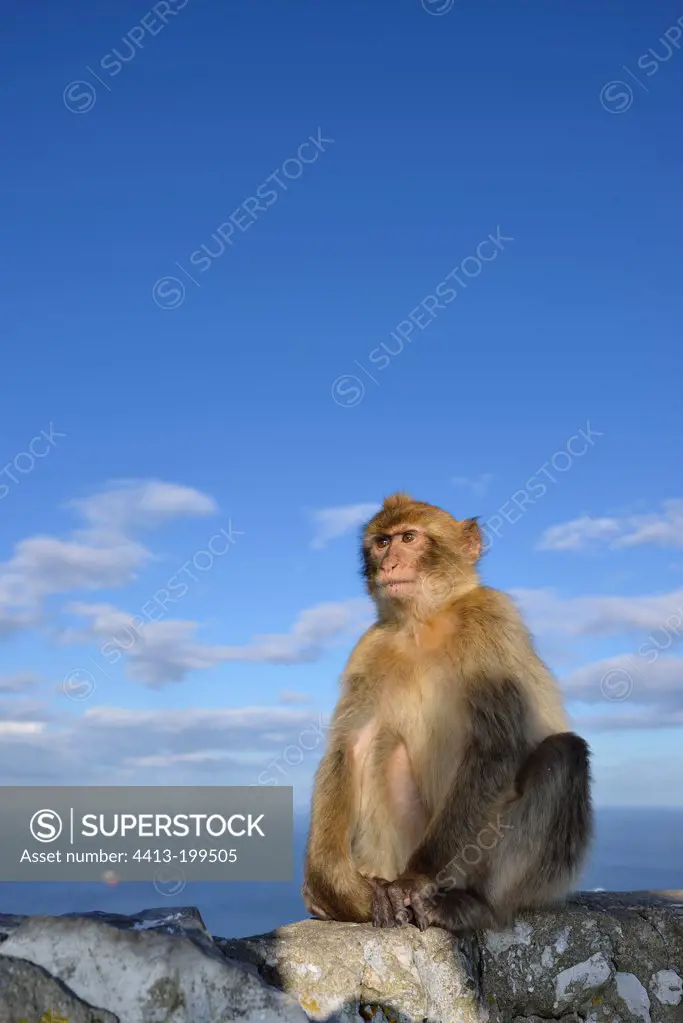 Barbary Macaque sitting on a rock Gibraltar