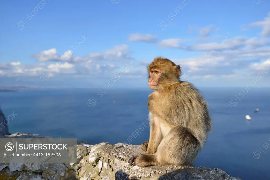 Barbary Macaque on a rock in Gibraltar