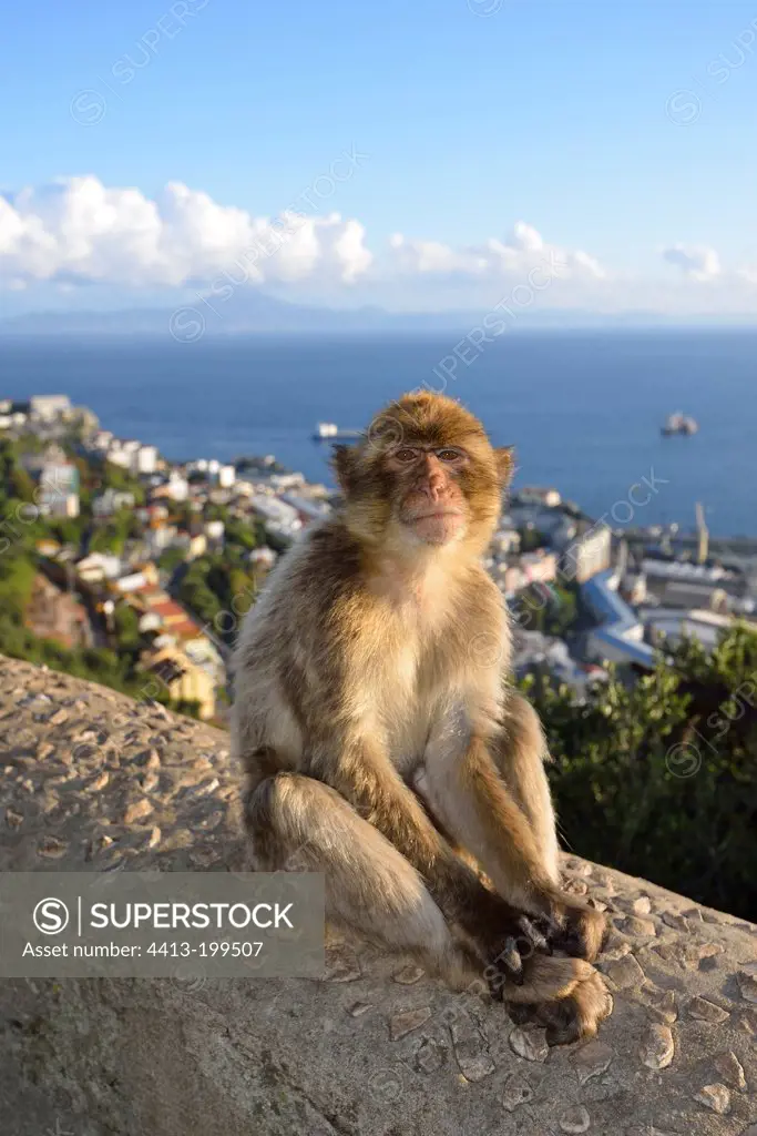 Barbary Macaque sitting on a wall in Gibraltar