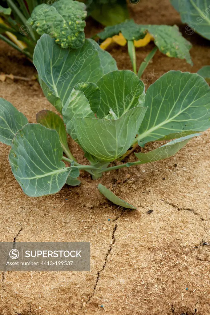 Cabbage with wood sawdust mulching in a garden