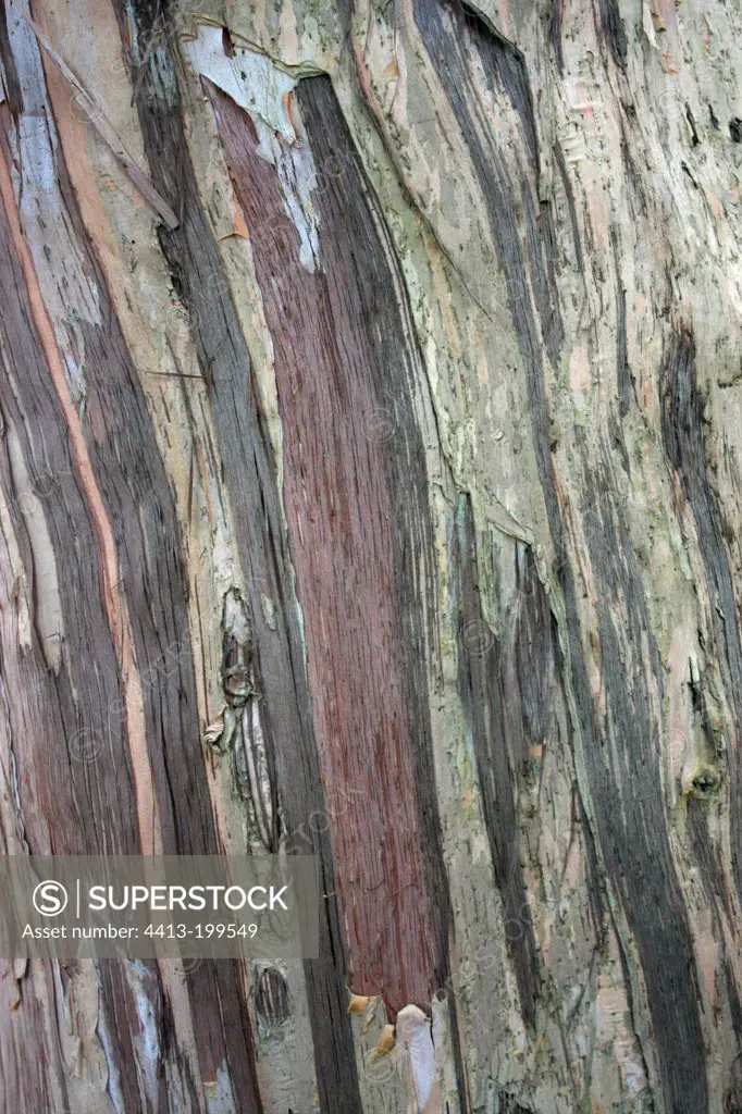Detail of bark of Melaleuca La Reunion island