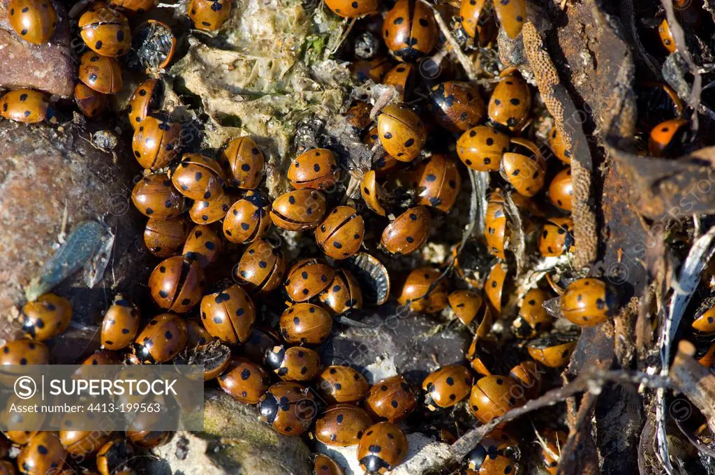 Lot of Sevenspotted lady beetles dead near the coast Denmark
