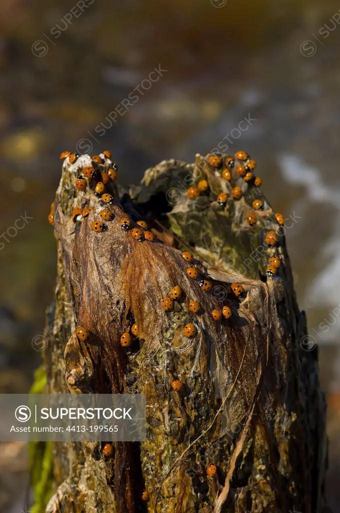 Sevenspotted lady beetles near the coast. Denmark