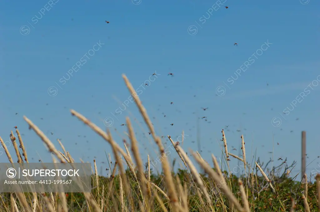 Sevenspotted lady beetles in flight near the coast. Denmark