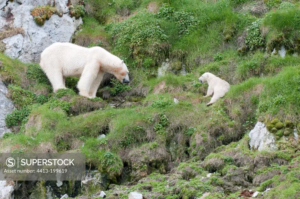 Polar Bear with its small plant eating Spitsbergen