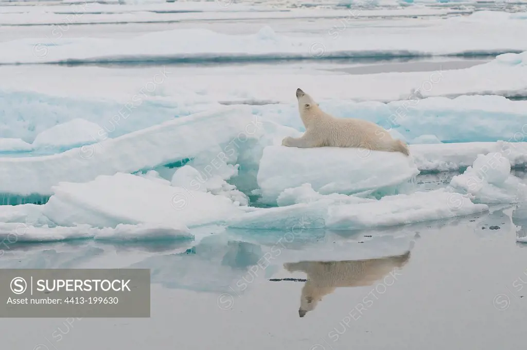Polar bear lying on a block of ice Spitsbergen