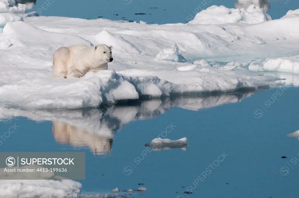 Polar bear resting on an ice floe Spitsbergen