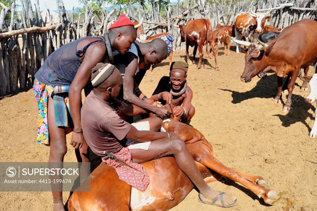 Branding of livestock in Himba of Namibia