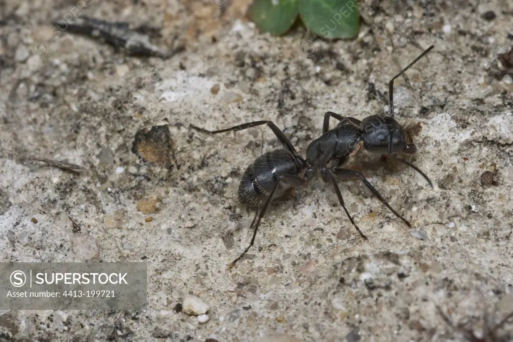 West Palaearctic carpenter major worker ant
