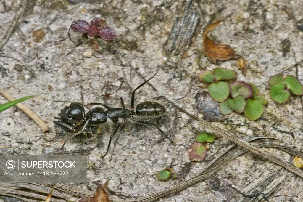 West Palaearctic carpenter ant carrying a congener