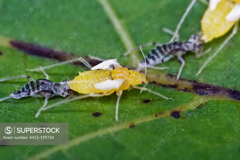 Fledging of Small walnut aphid