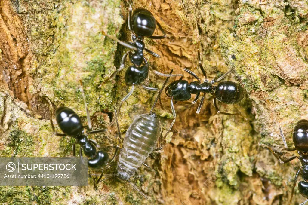 Ants watching aphids they protect and milk
