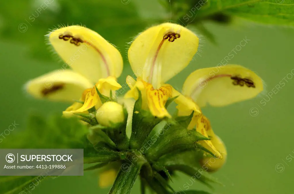 Yellow Archangel flower in spring France