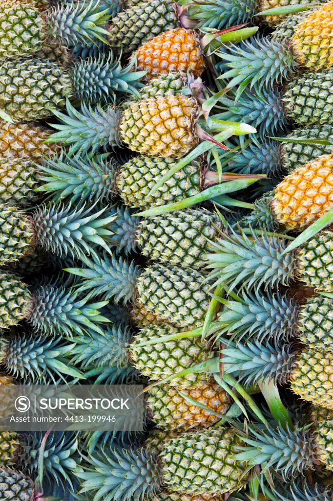 Pineapples Phang Nga bay in Thailand