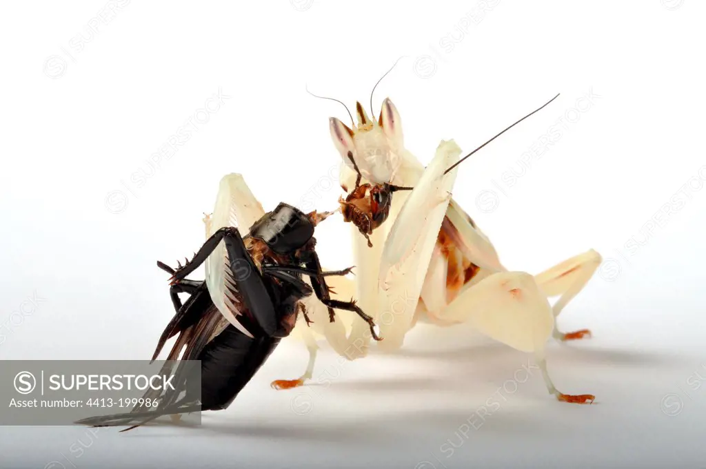 Orchid Mantis eating a cricket over white background