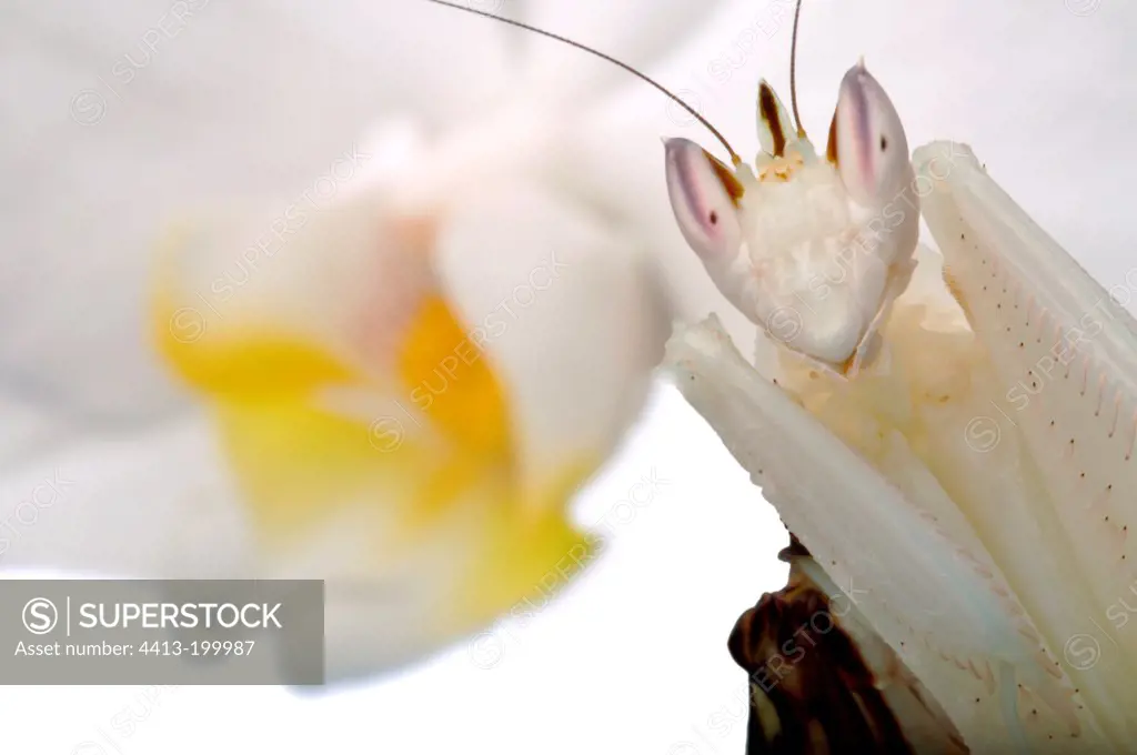 Orchid Mantis on white background