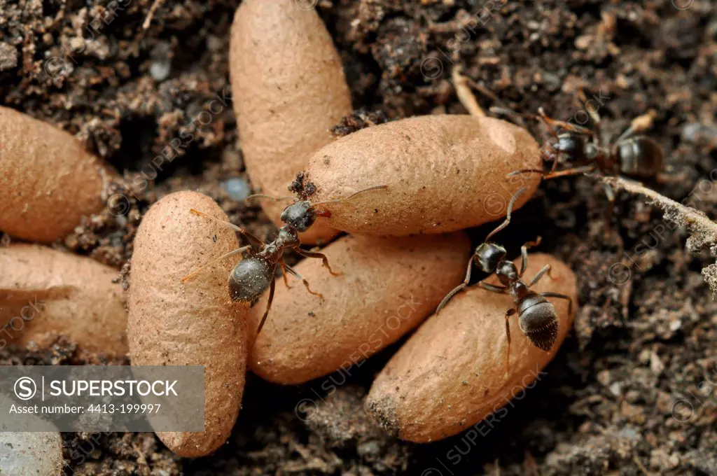 Black ants gardens covers protect their cocoons France