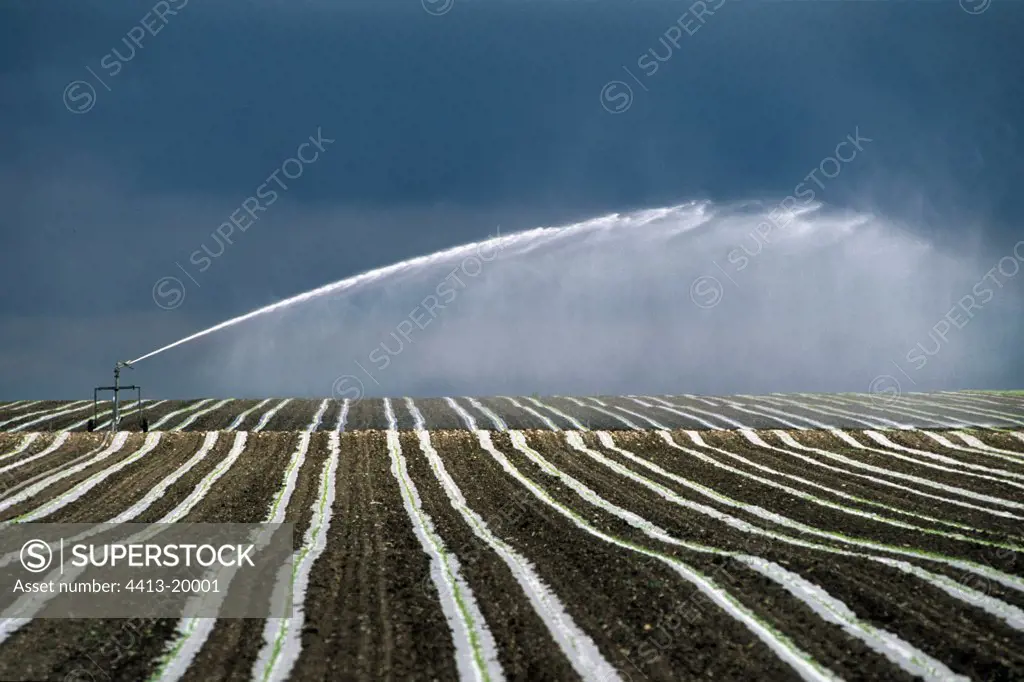 Automatic watering in a Corn field under plastic France