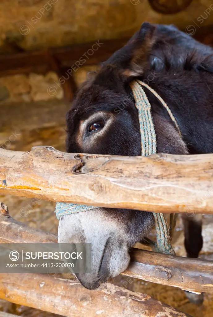Donkey in a pen Ethnomuseum PN Krka Dalmatia Croatia