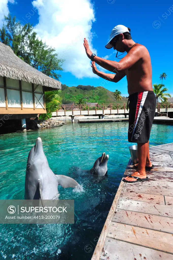 Trainer and Dolphins Moorea Dolphin center Polynesia