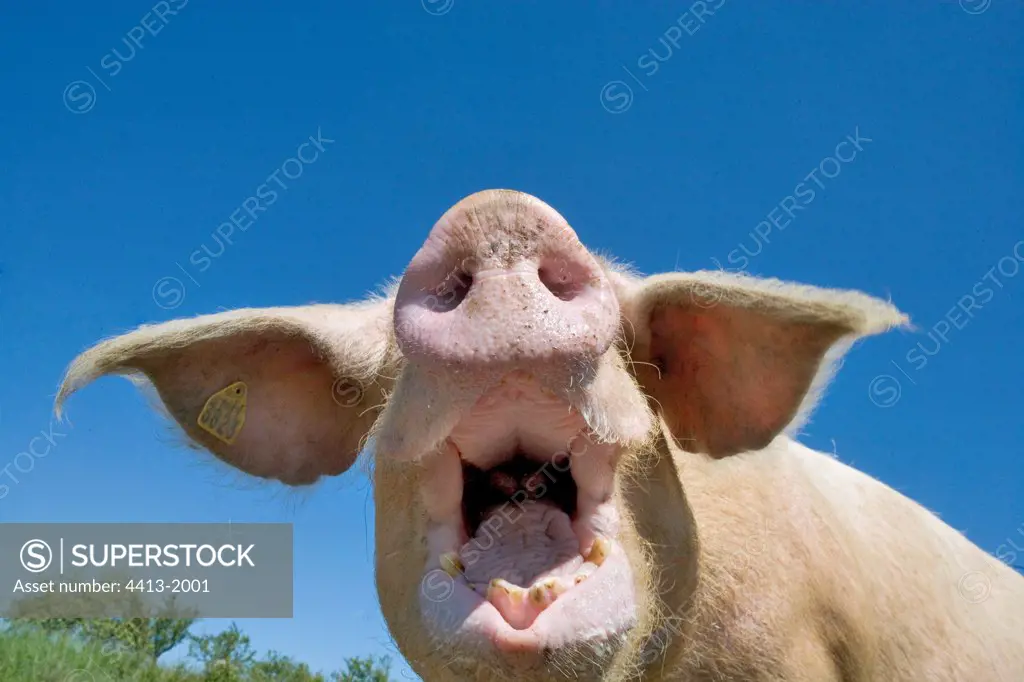 Portrait of a Landrace sow grunting France