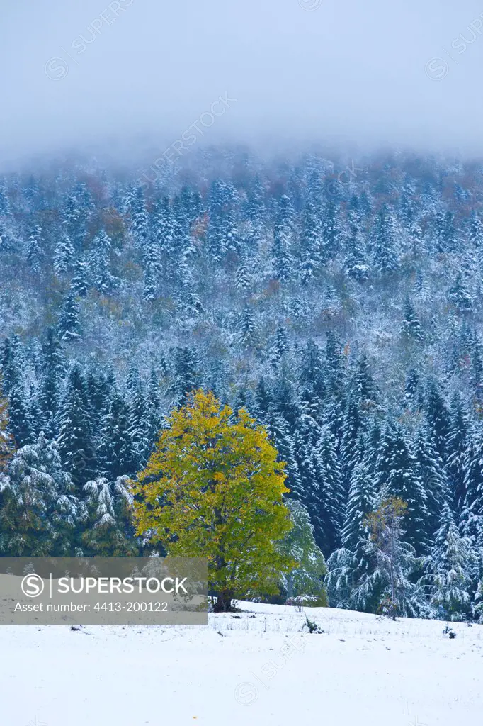 Forest in snow North Velebit NP Dalmatia Croatia