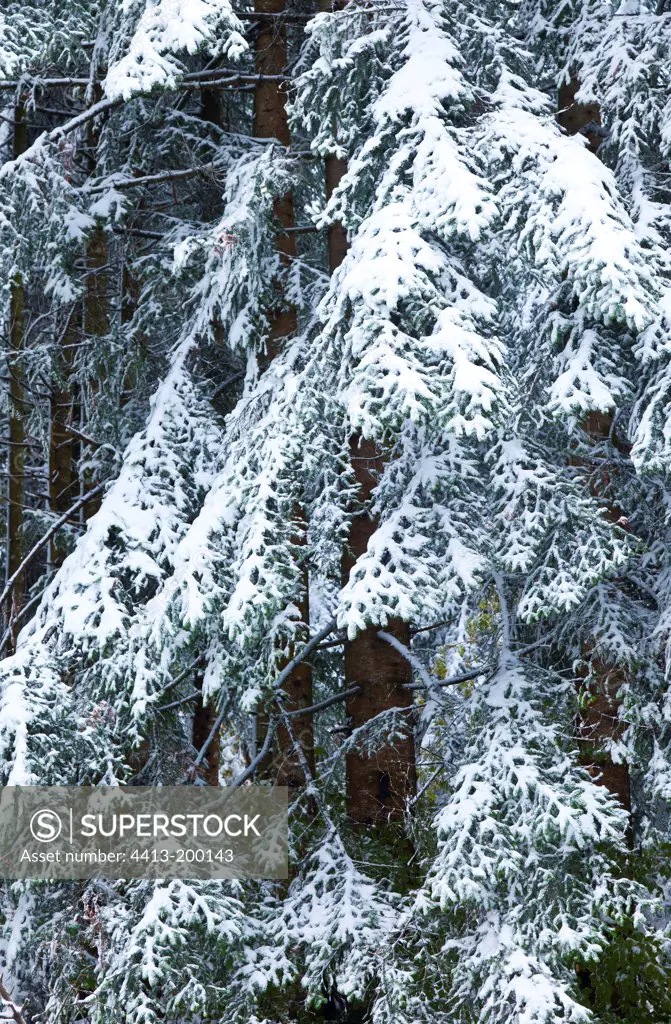 Forest under snow Northern Velebit Dalmatia Croatia
