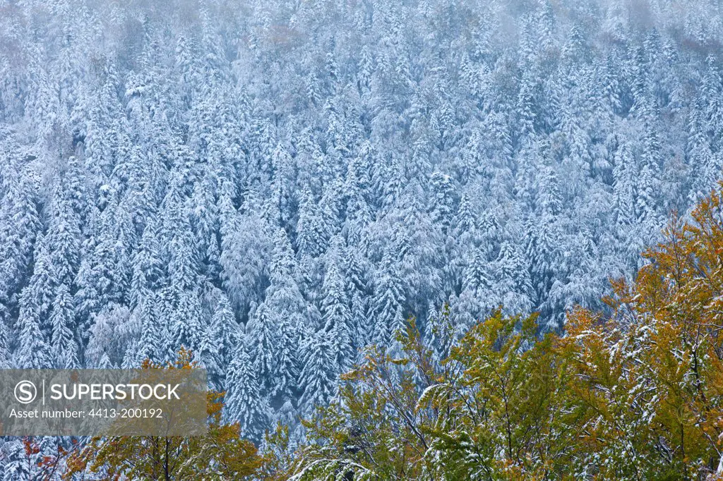 Forest in snow PN Velebit Northern Dalmatia Croatia
