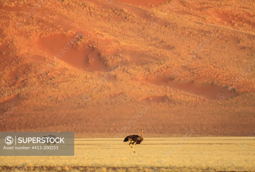 Ostrichs in front of a sand dune Namib Desert Namibia