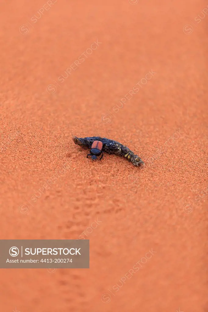 Dung beetle pushing a piece of wood Namib Desert Namibia