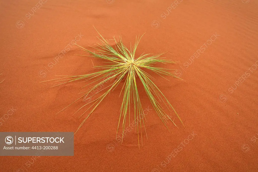 Tuft of grass on a sand dune Namib Desert Namibia