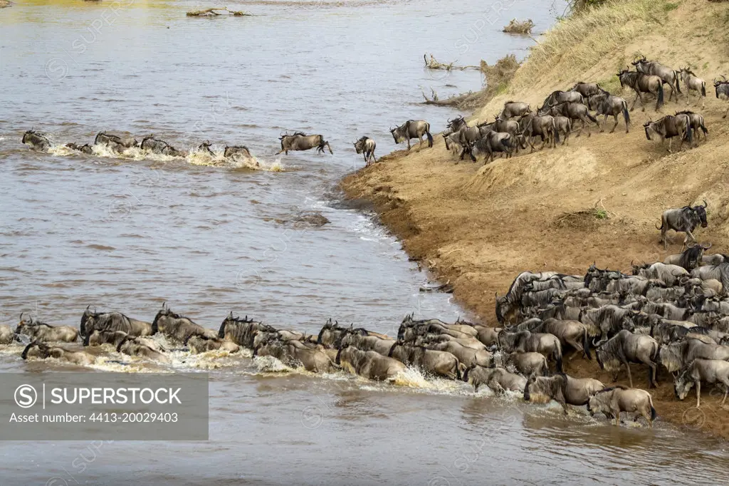 Wildebeest group crossing the Mara river, Masai Mara National Reserve, National Park, Kenya, East Africa, Africa