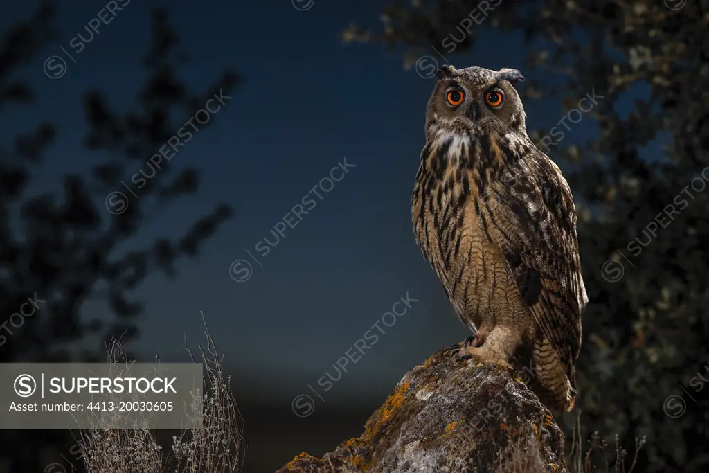 Eurasian eagle-owl (Bubo bubo) on rock at night, Salamanca, Castilla y Leon, Spain