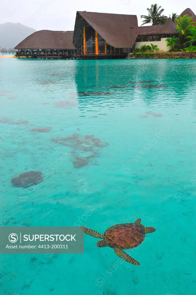 Green turtle swimming in the lagoon Bora Bora French Polynesia