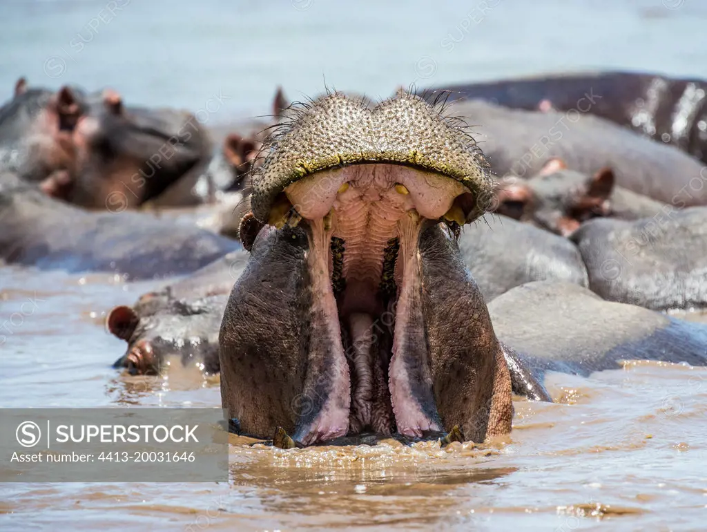 Hippo (Hippopotamus amphíbius) in water with wide open mouth. Serengeti National Park. Tanzania.